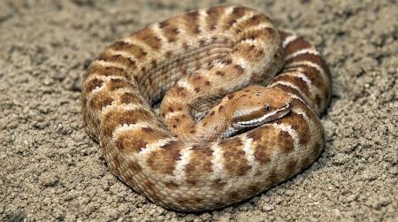 Rattle Snake