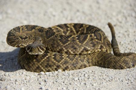 Rattle Snake