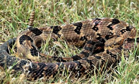 Rattlesnake Closeup