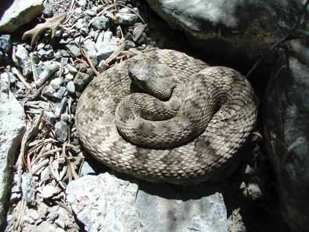 Rattlesnake in the Jungle