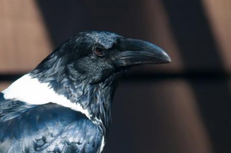 Raven