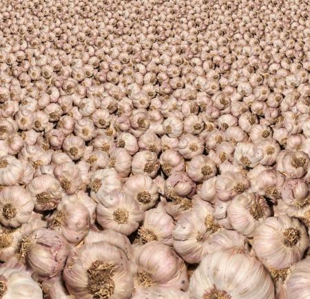 Raw Garlic