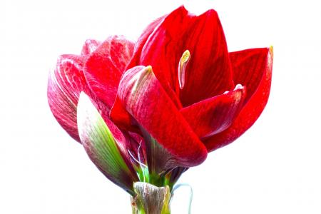 Red Amaryllis