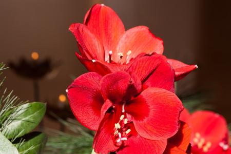 Red Amaryllis