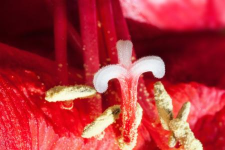 Red Amaryllis