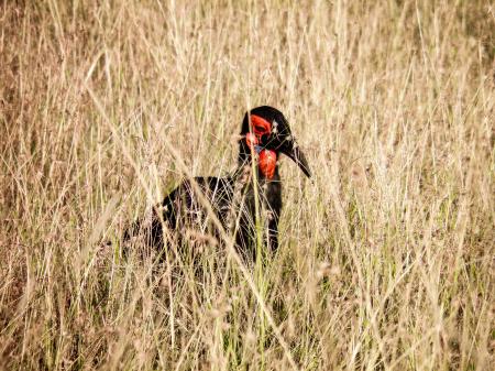 Red and Black Bird in the Middle of Grass