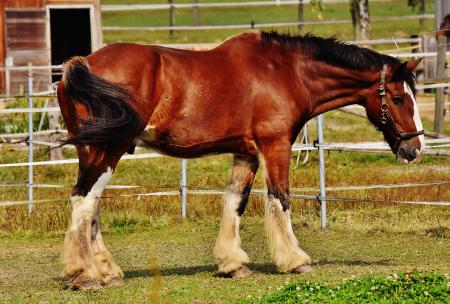 Red and Black Horse