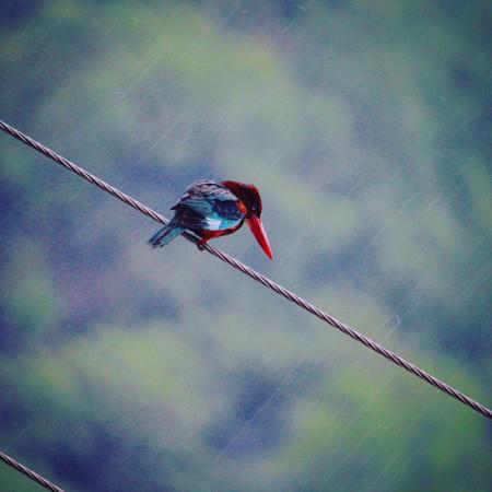 Red and Blue Bird on Gray Rope