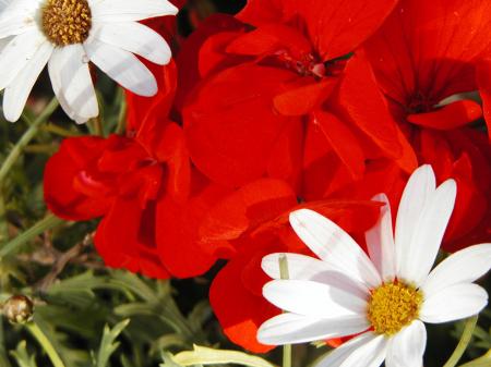 Red and white flowers