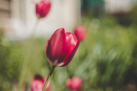 Red and White Tulips