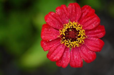 Red and Yellow Flower