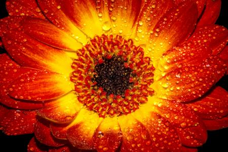 Red and Yellow Flower With Water Sprinkles