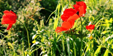 Red Anemones in the sun