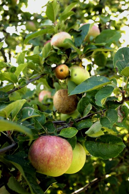 Red apples