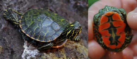 Red Bellied Turtle