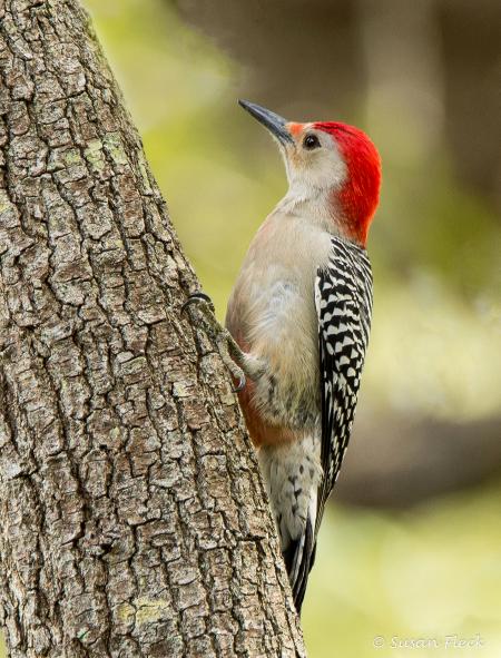 Red Bellied Woodpecker