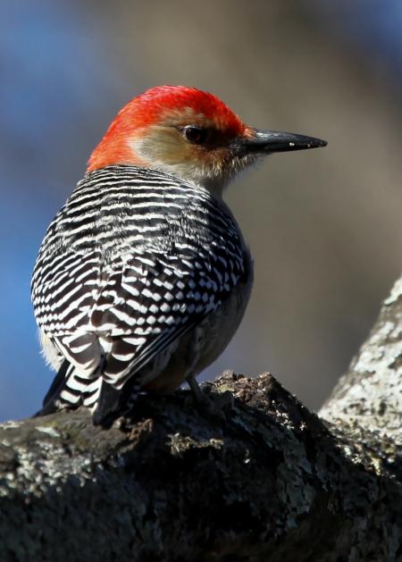 Red Bellied Woodpecker