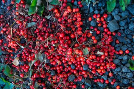 Red berries