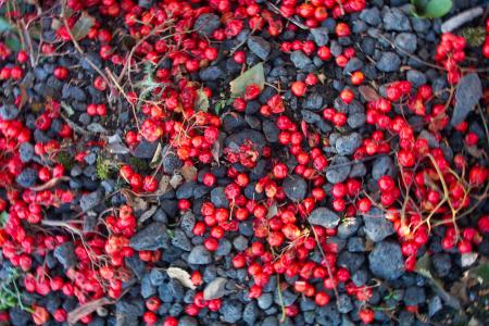 Red berries