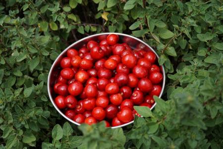 Red Berries