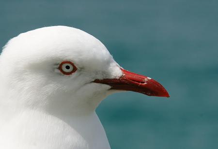 Red Billed Gull