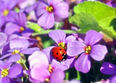 Red Bug in the Garden