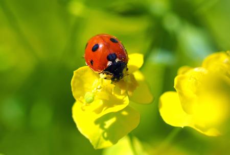 Red Bug in the Garden