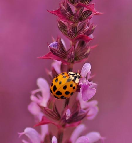 Red Bug on the Flower