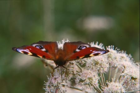 Red butterfly