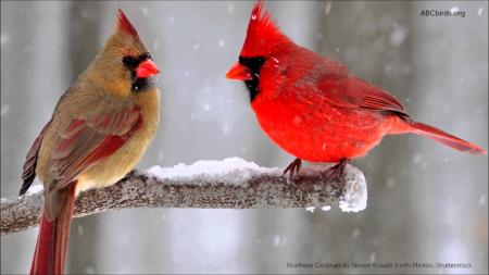 Red Cardinal