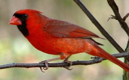 Red Cardinal