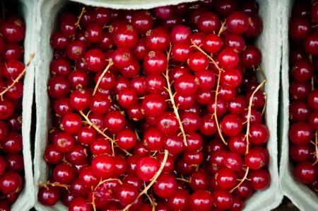 red currant