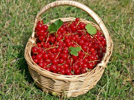 Red Currants