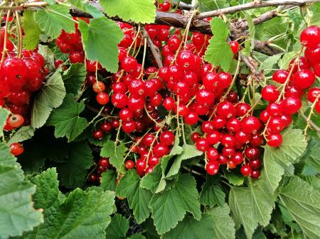 Red Currants