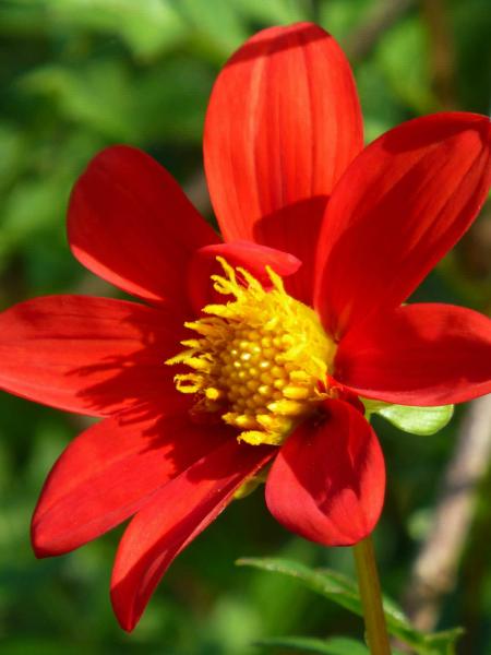 Red Dahlia