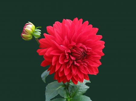 Red Dahlia Flower