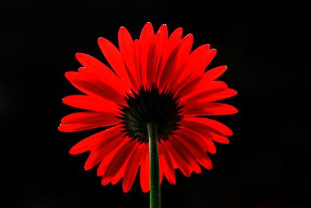 Red Gerbera