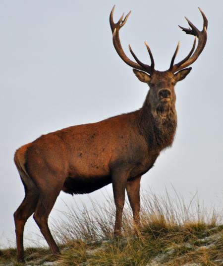 Red Deer