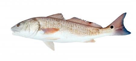 Red Drum