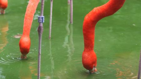 Red Flamingo