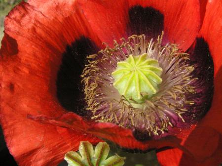 Red flower