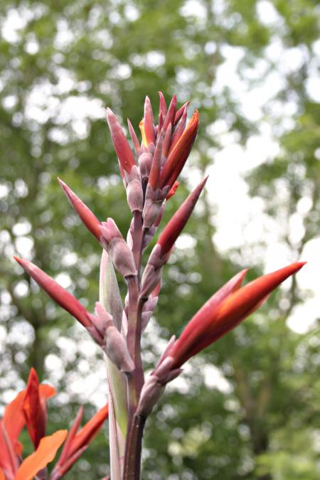 Red flower