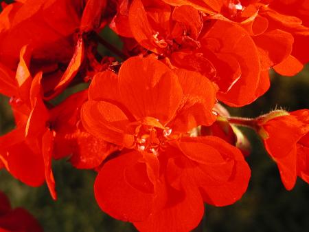 Red flower