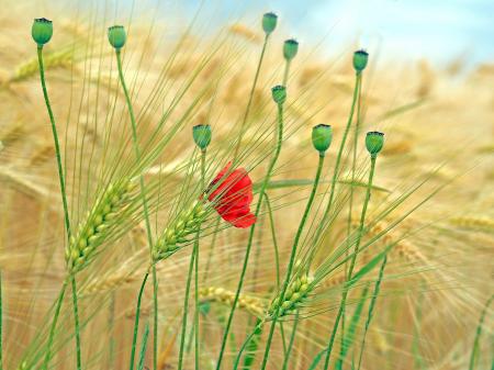 Red Flower