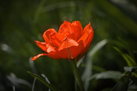 Red Flower