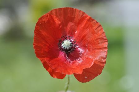 Red Flower