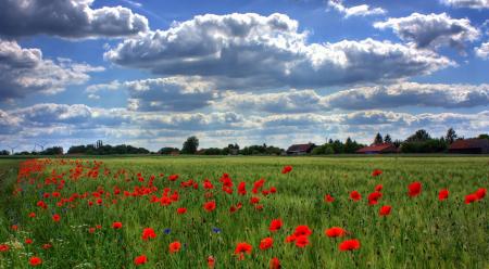Red Flower Fields during Daytime