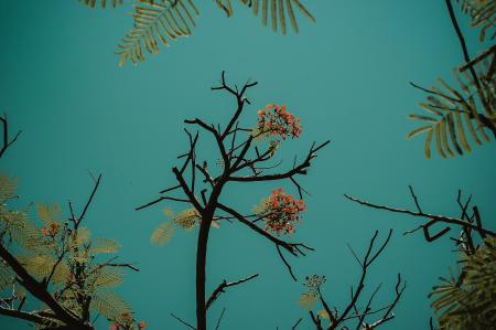 Red Flowering Tree