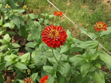 Red Flowers