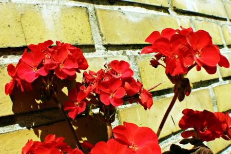 Red flowers